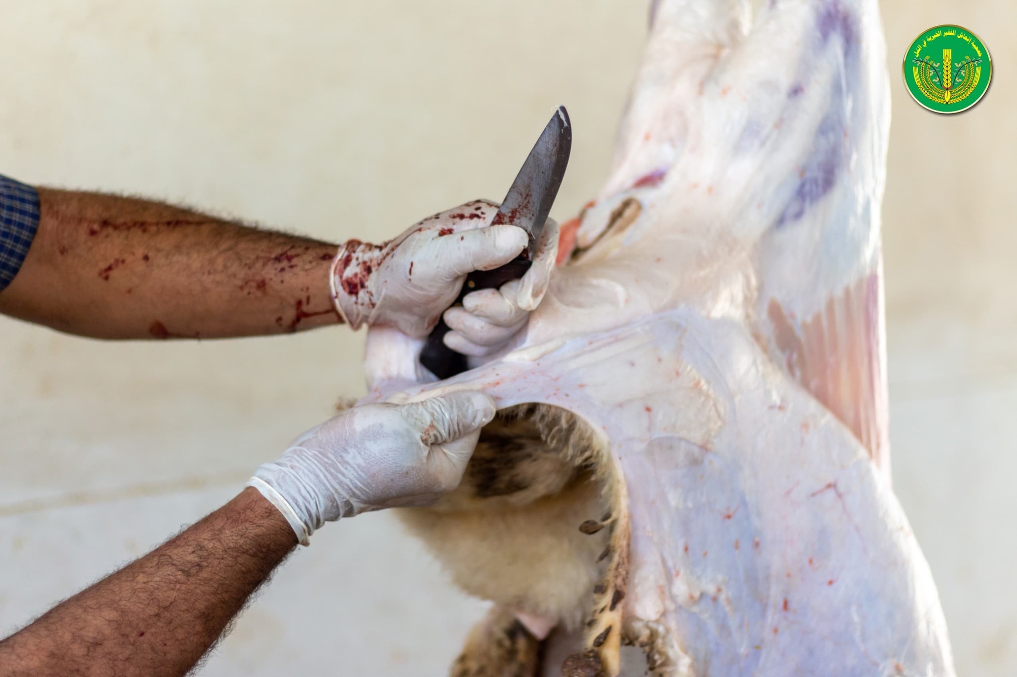 قامت جمعية إنعاش الفقير الخيرية بتوزيع " 4502 " قطعة لحم.